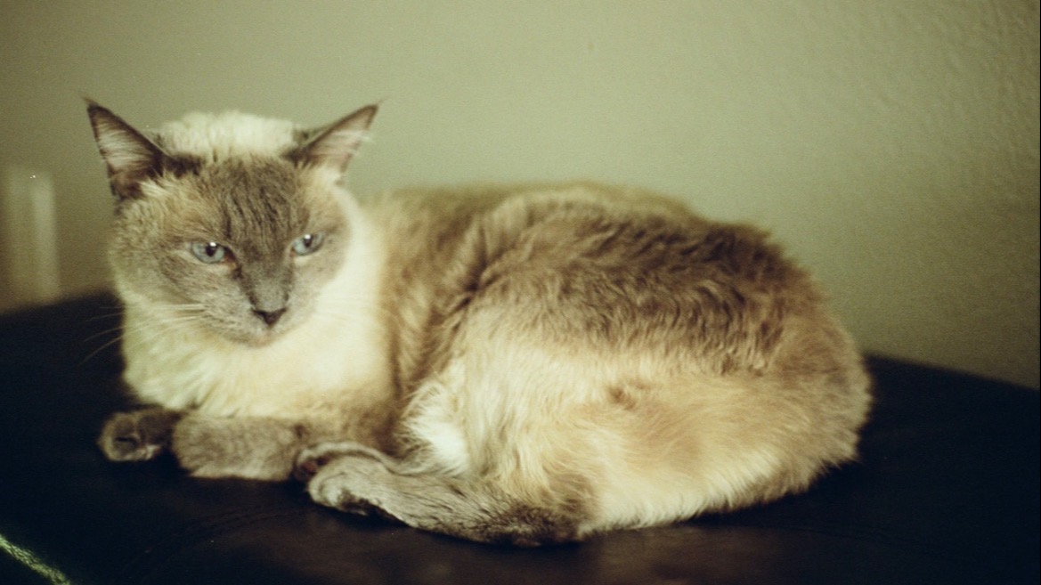Maya needs back surgery