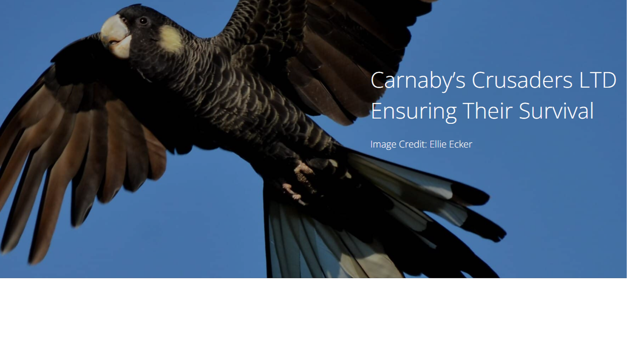 Buy Carnaby's Cockatoo Critical Habitat Before It's Lost Forever