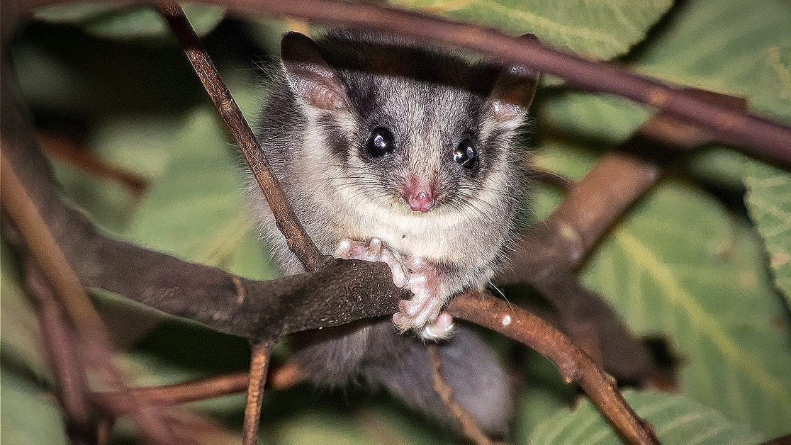 Possums again under threat from VicForests Chuffed Nonprofit